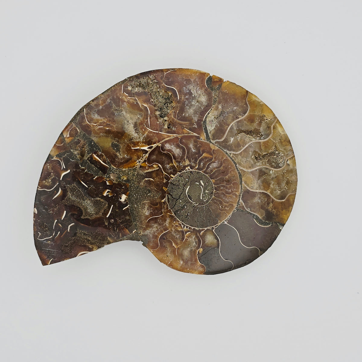 Ammonite