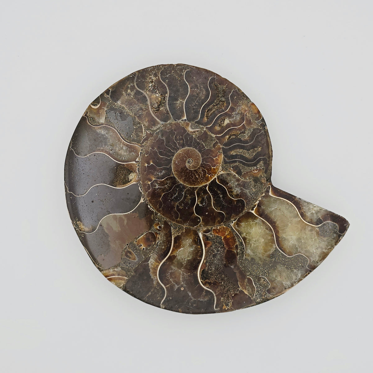 Ammonite