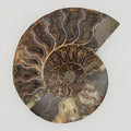 Ammonite
